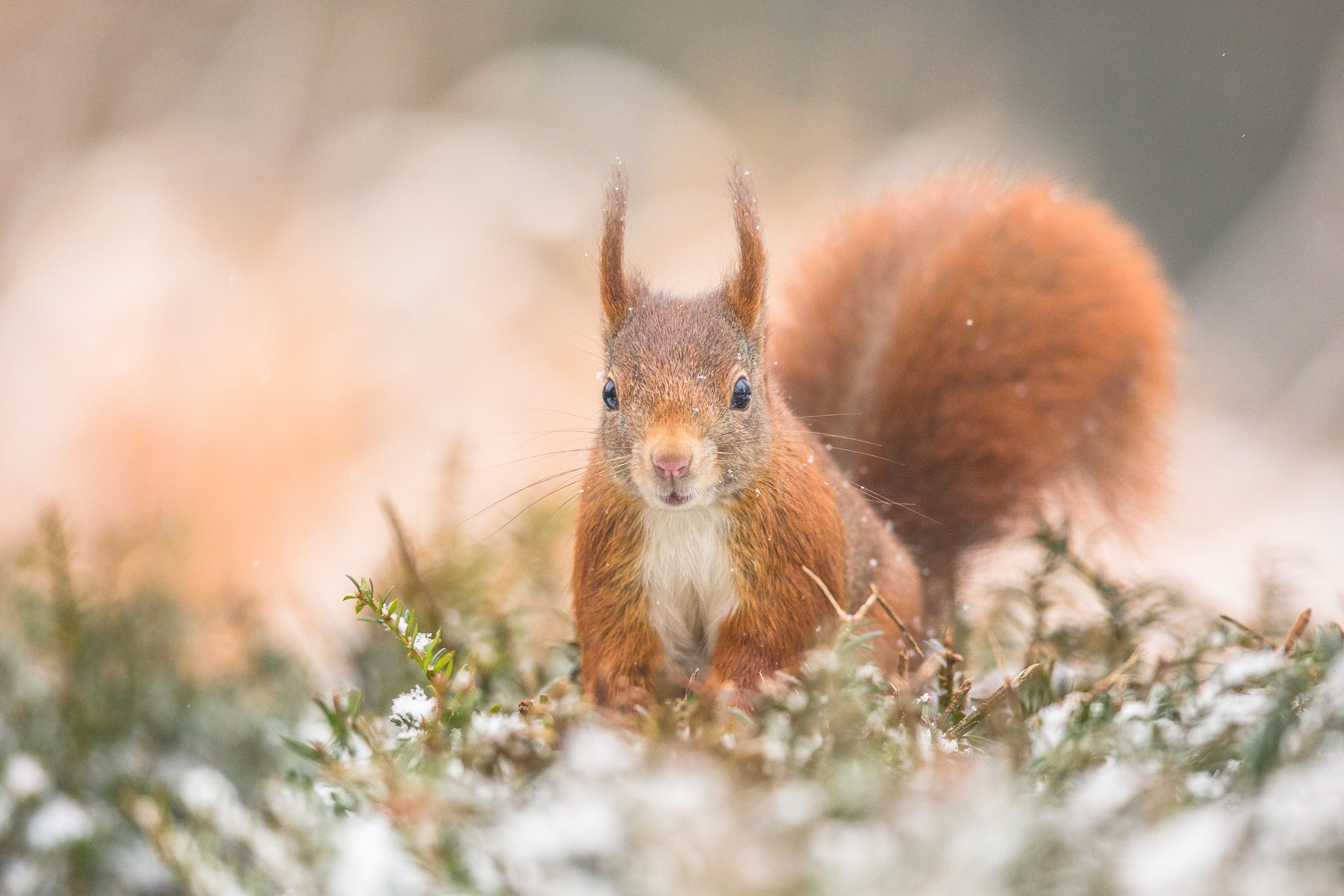 witte kerst eekhoorn