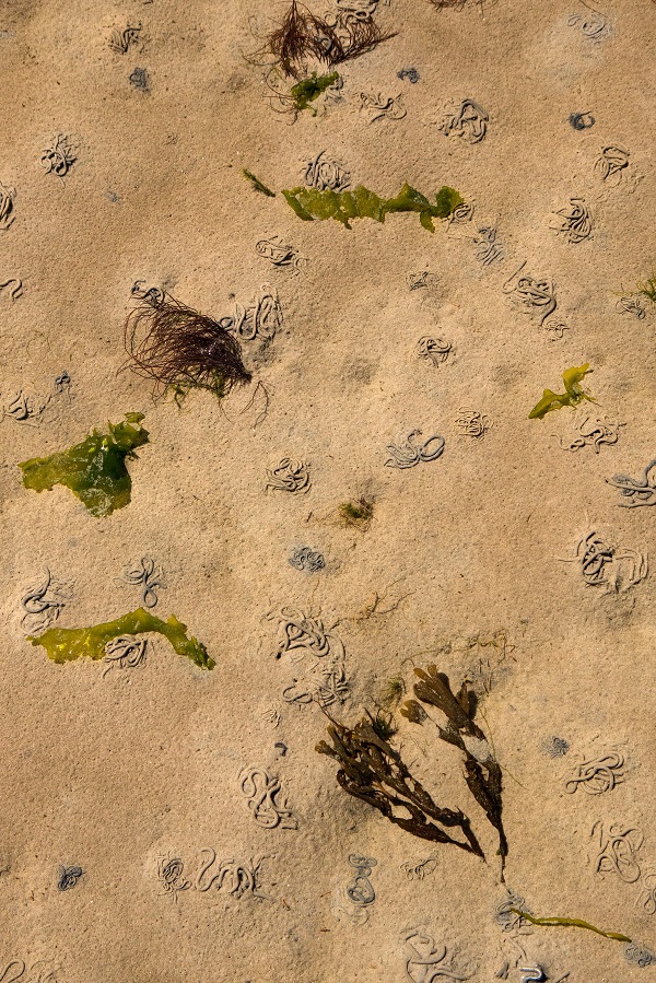 vogelpoep
