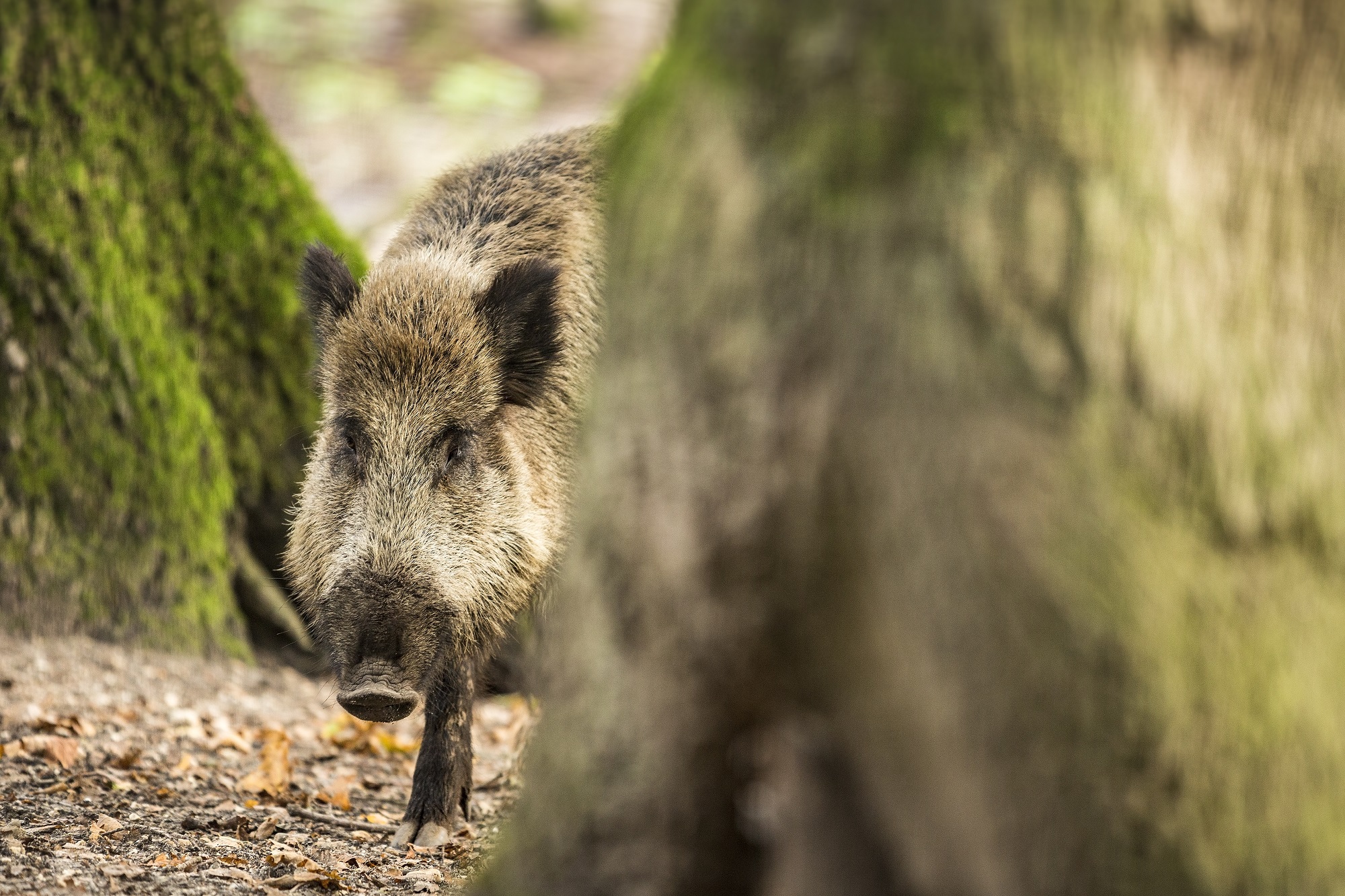 wild zwijn half achter een boom - de rauschtijd is begonnen