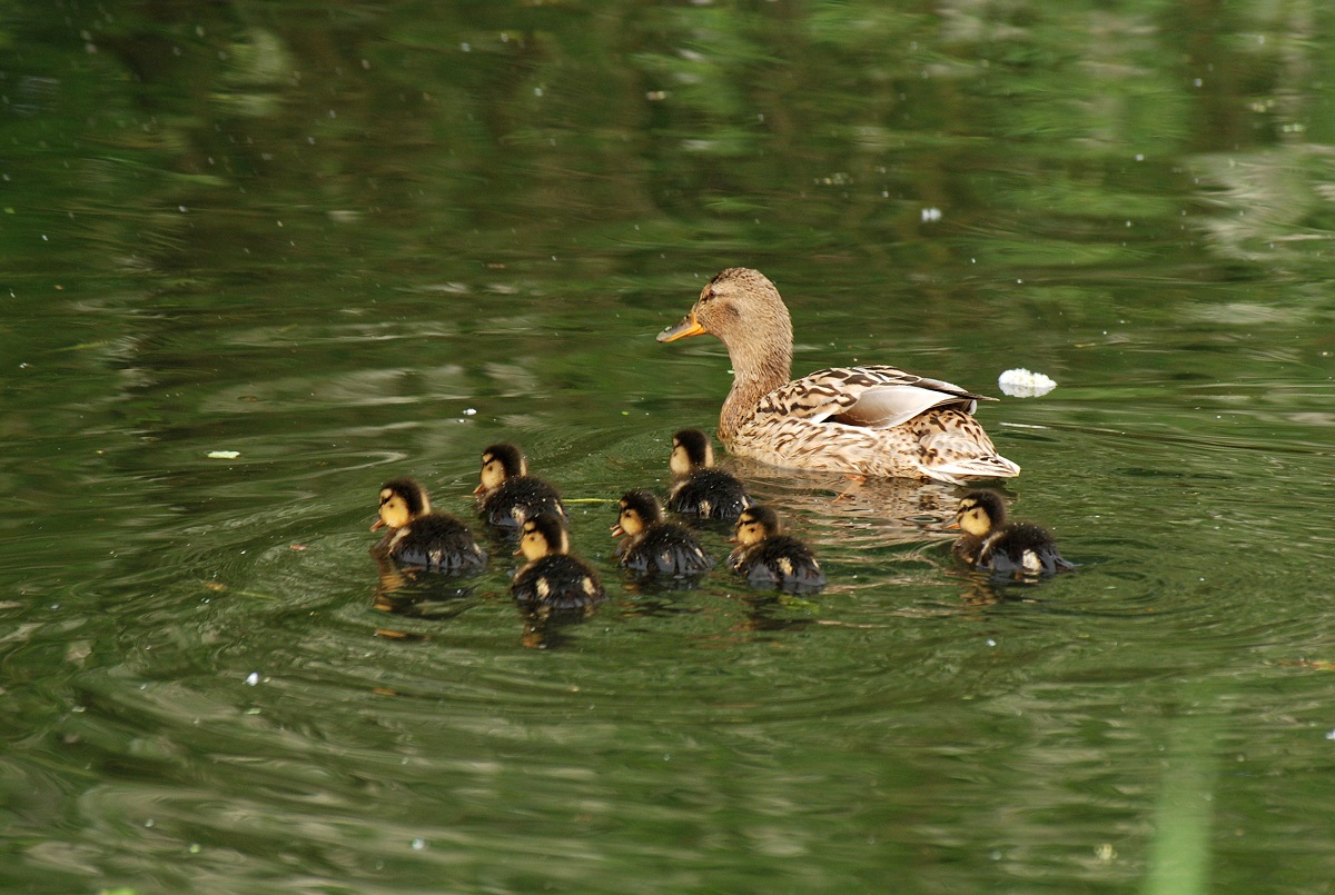 wilde eend met jongen op het water