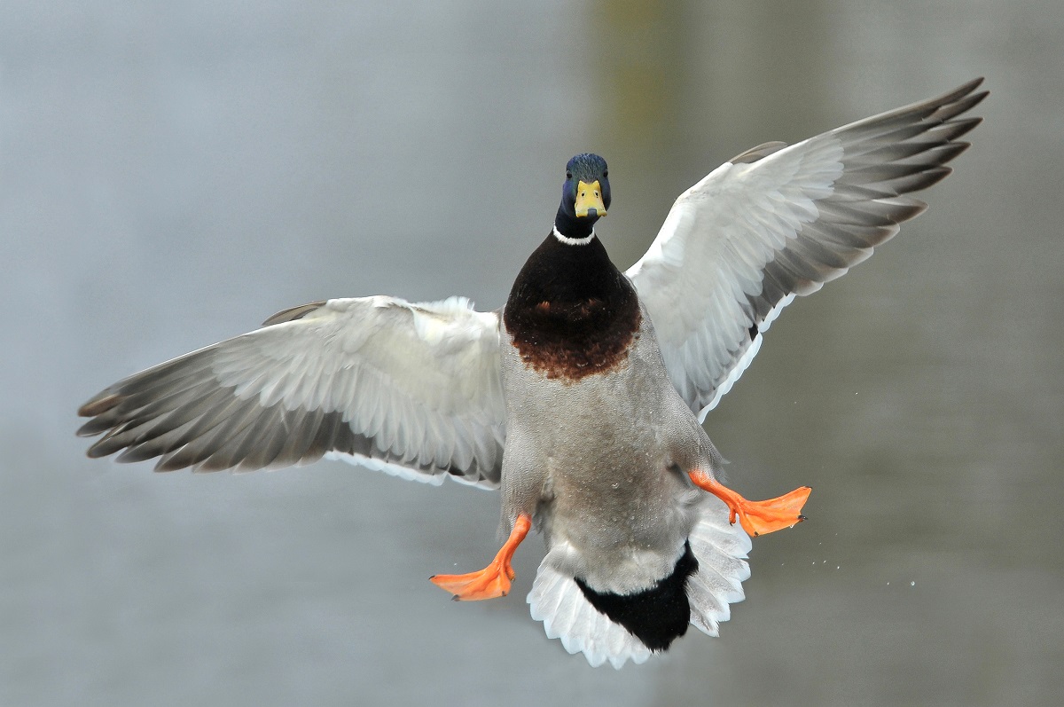 wilde eend in vlucht