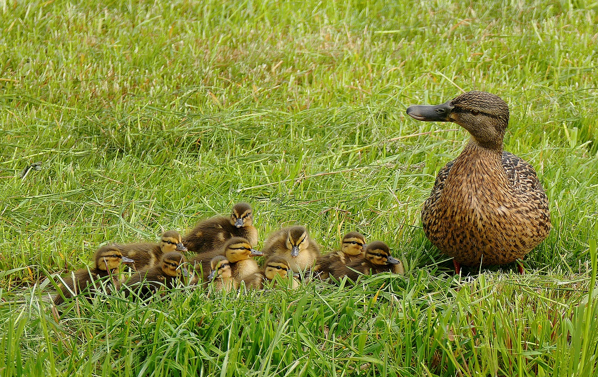 Wilde eend met kuikens in het gras