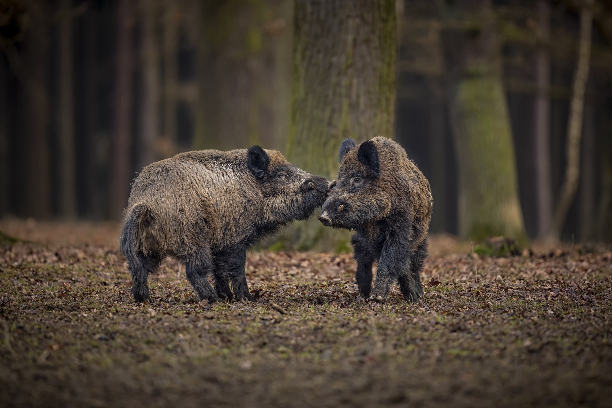 twee wilde zwijnen in een bos tijdens de rauschtijd