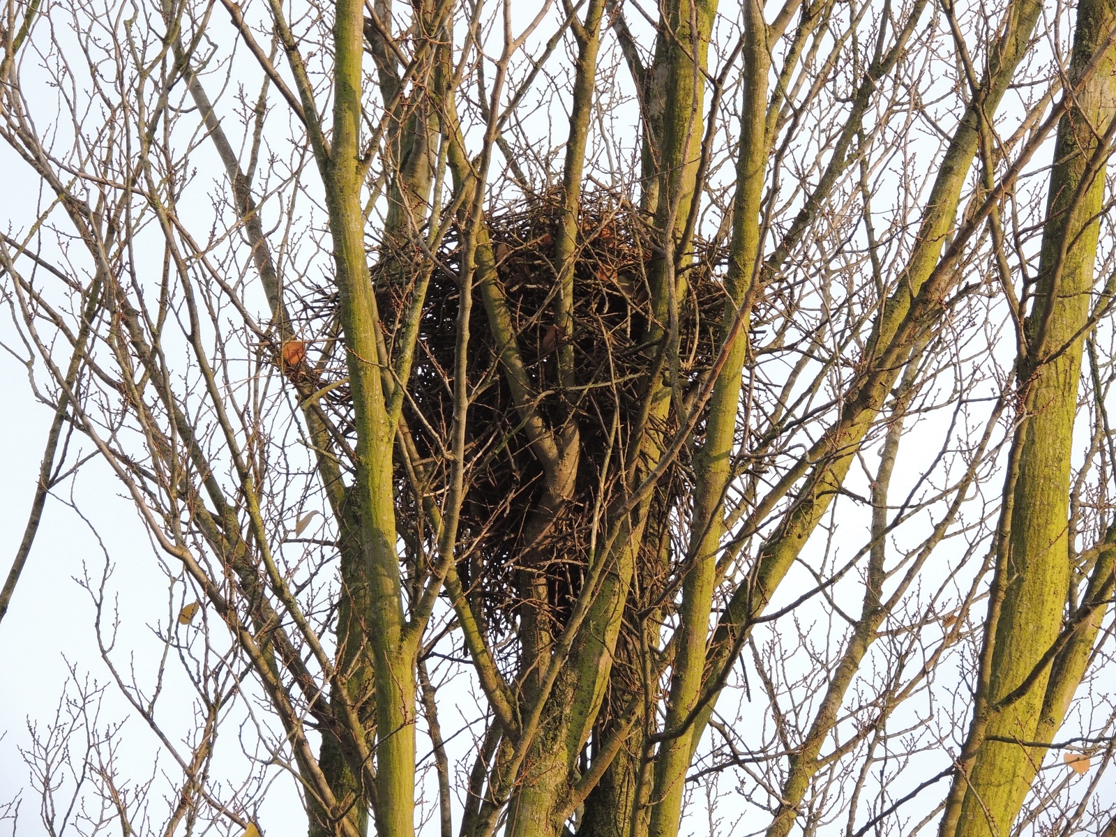 eksternest in een boom