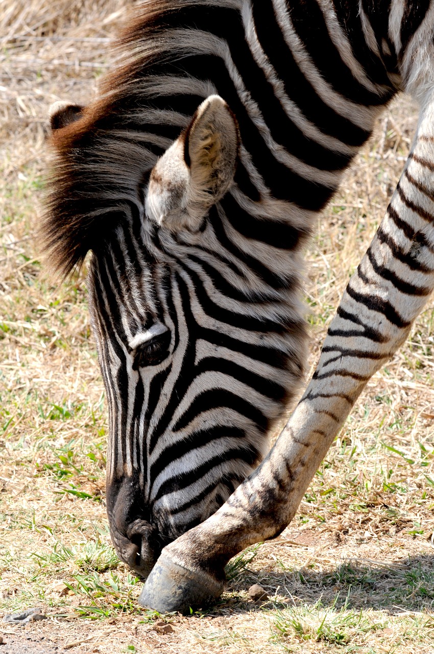 zebra poot