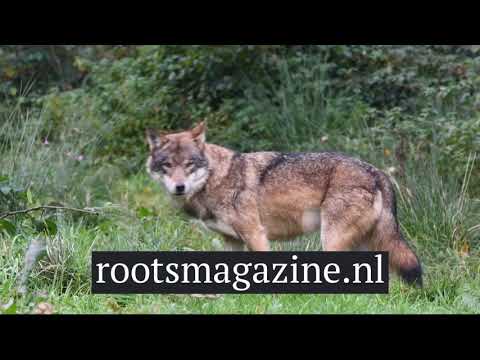 Speuren naar de wolf en zijn sporen