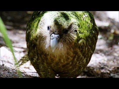 Kakapo