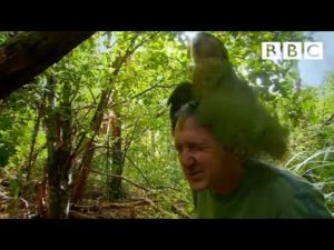 Kakapo: fragment uit BBC-documentaire