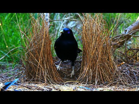 Blauwe ogen - Satijnblauwe prieelvogel in actie