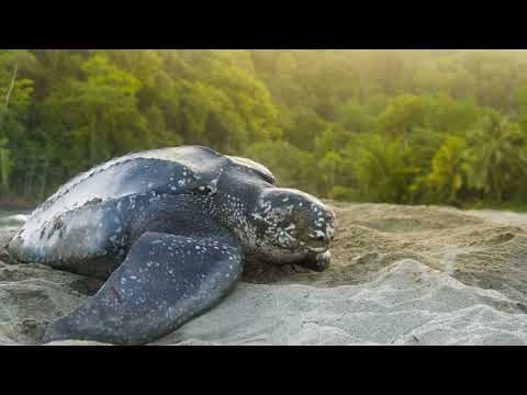 Schildpadden in Europa