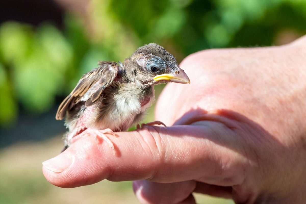 gevonden vogels