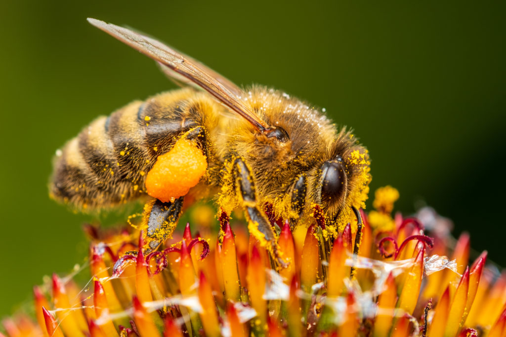 bee-washing