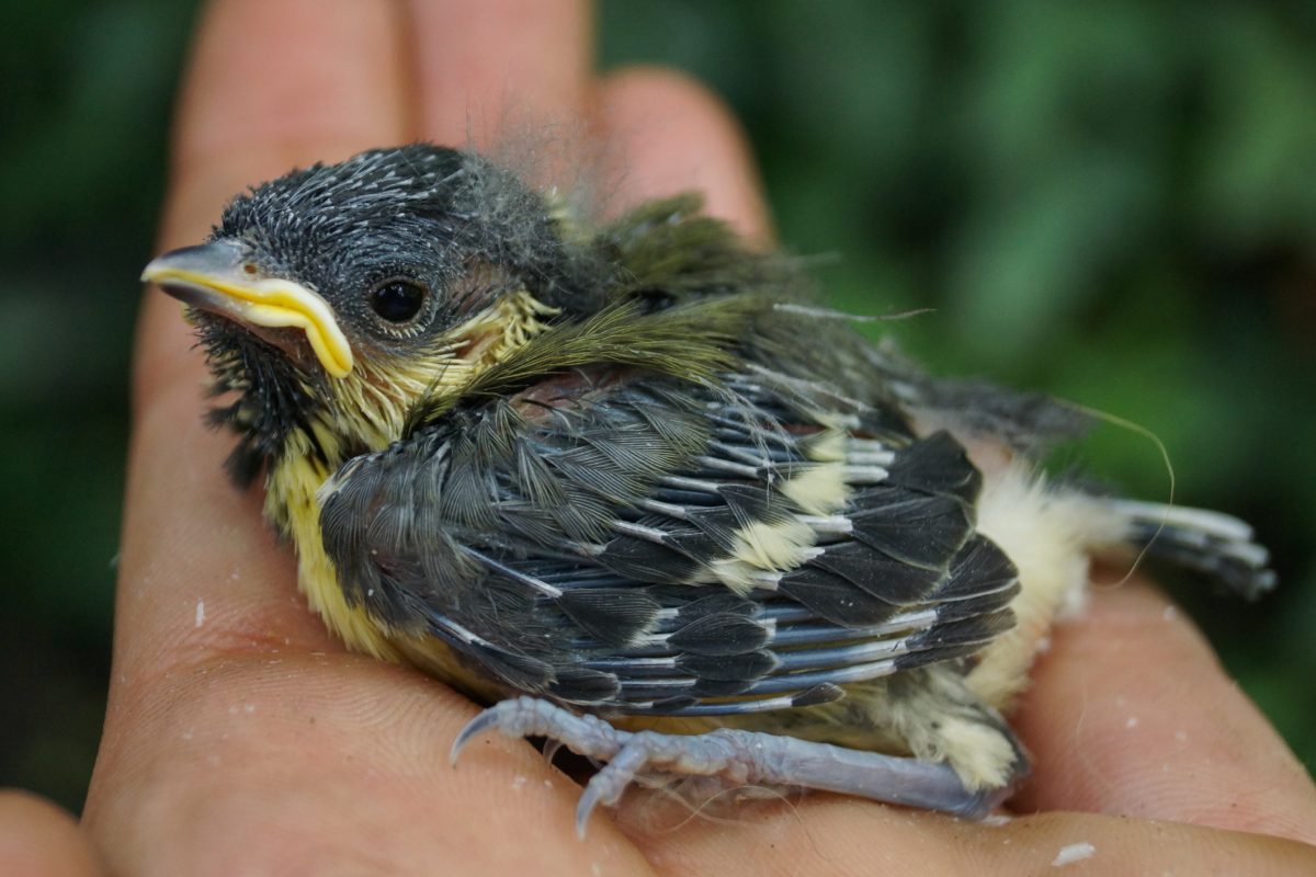 vogeltje gevonden