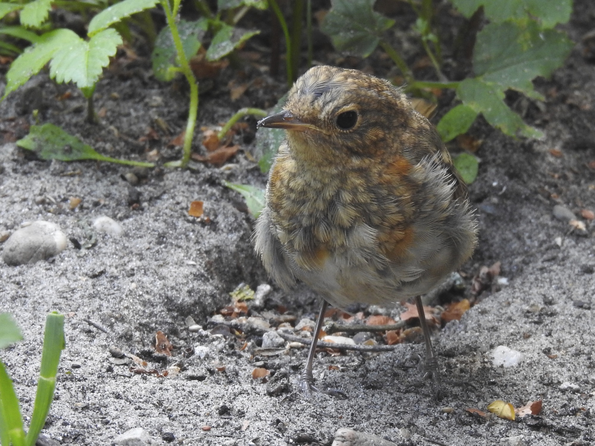 jong roodborstje in de tuin