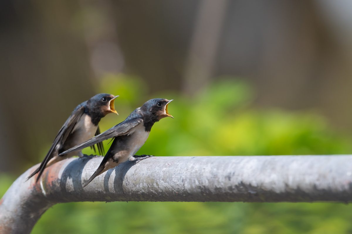 gevonden vogel