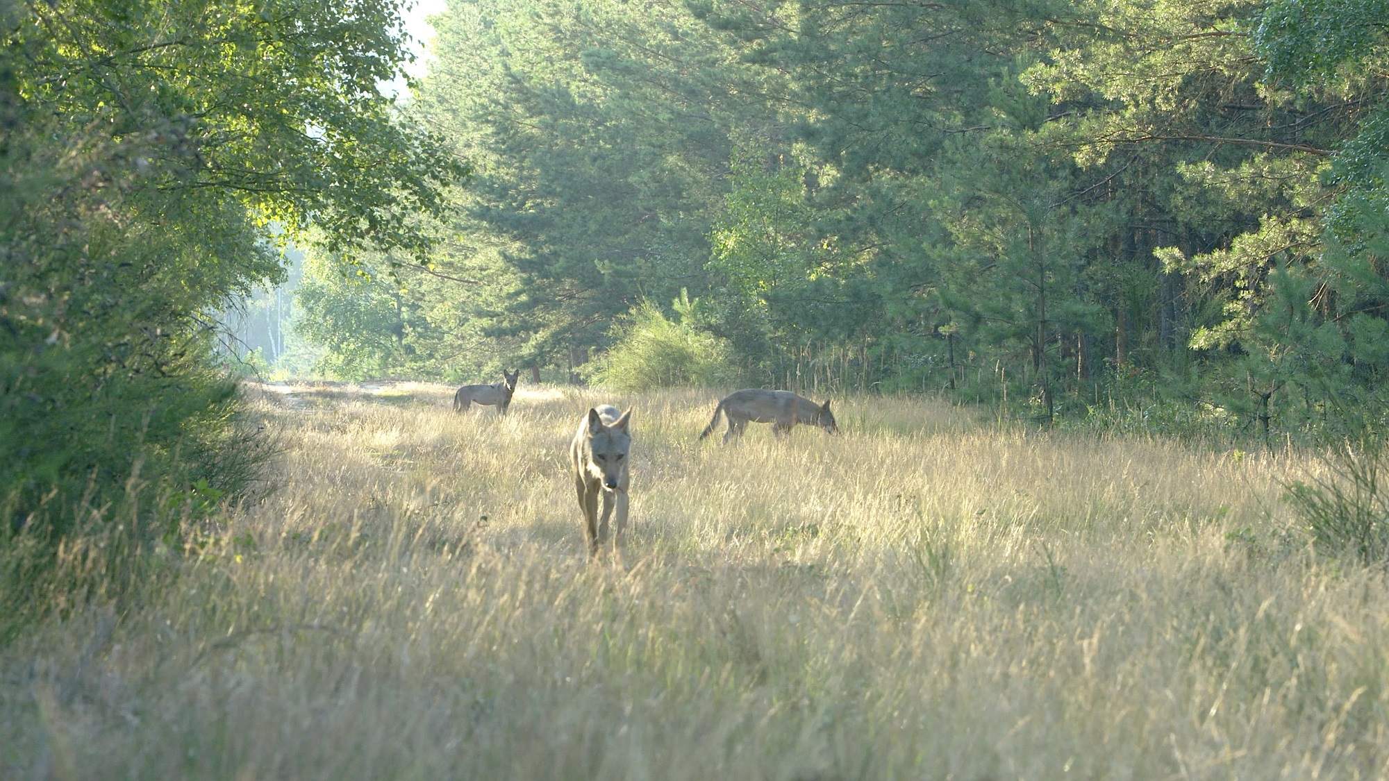 Wolven in het bos