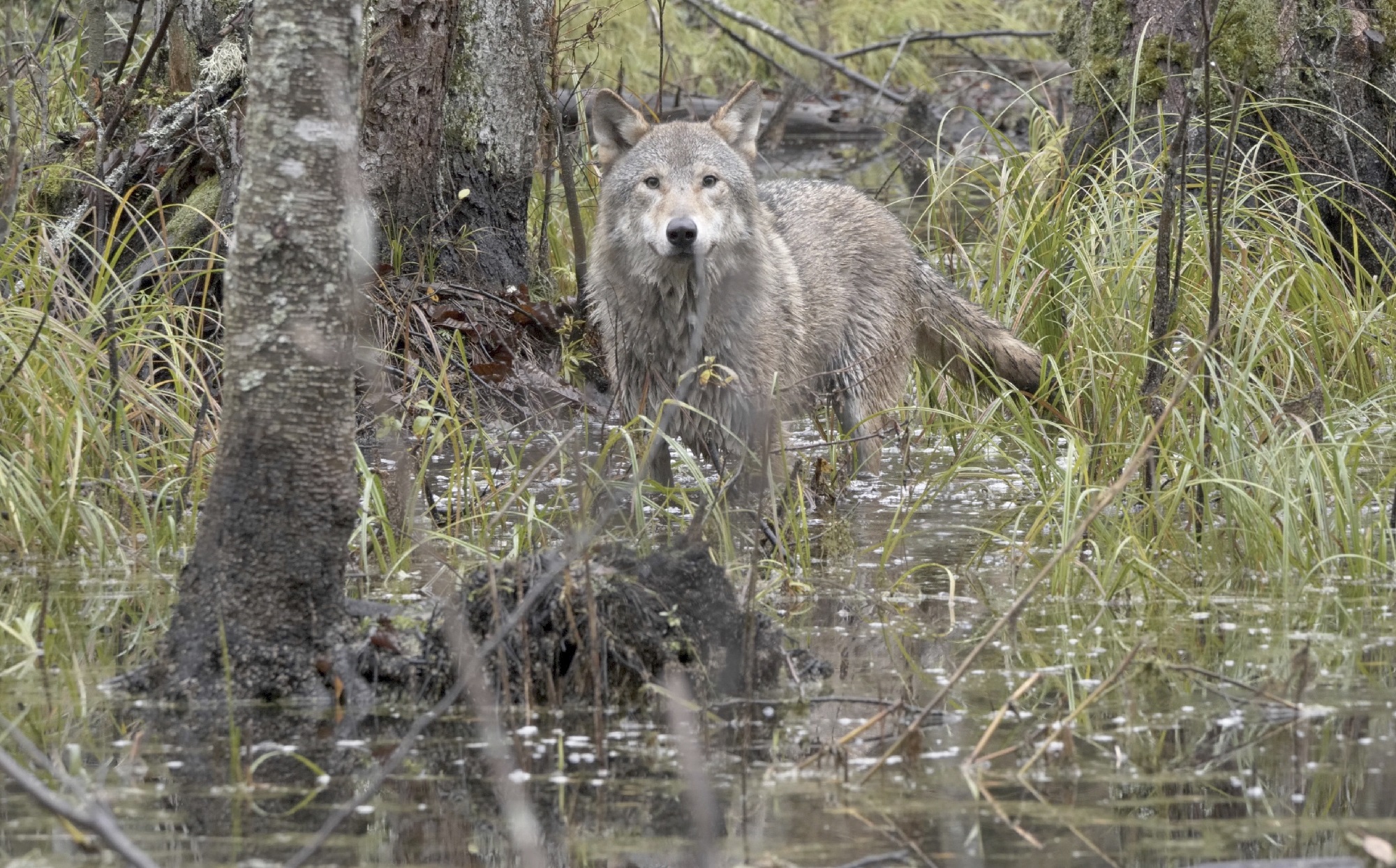 wolf in het water