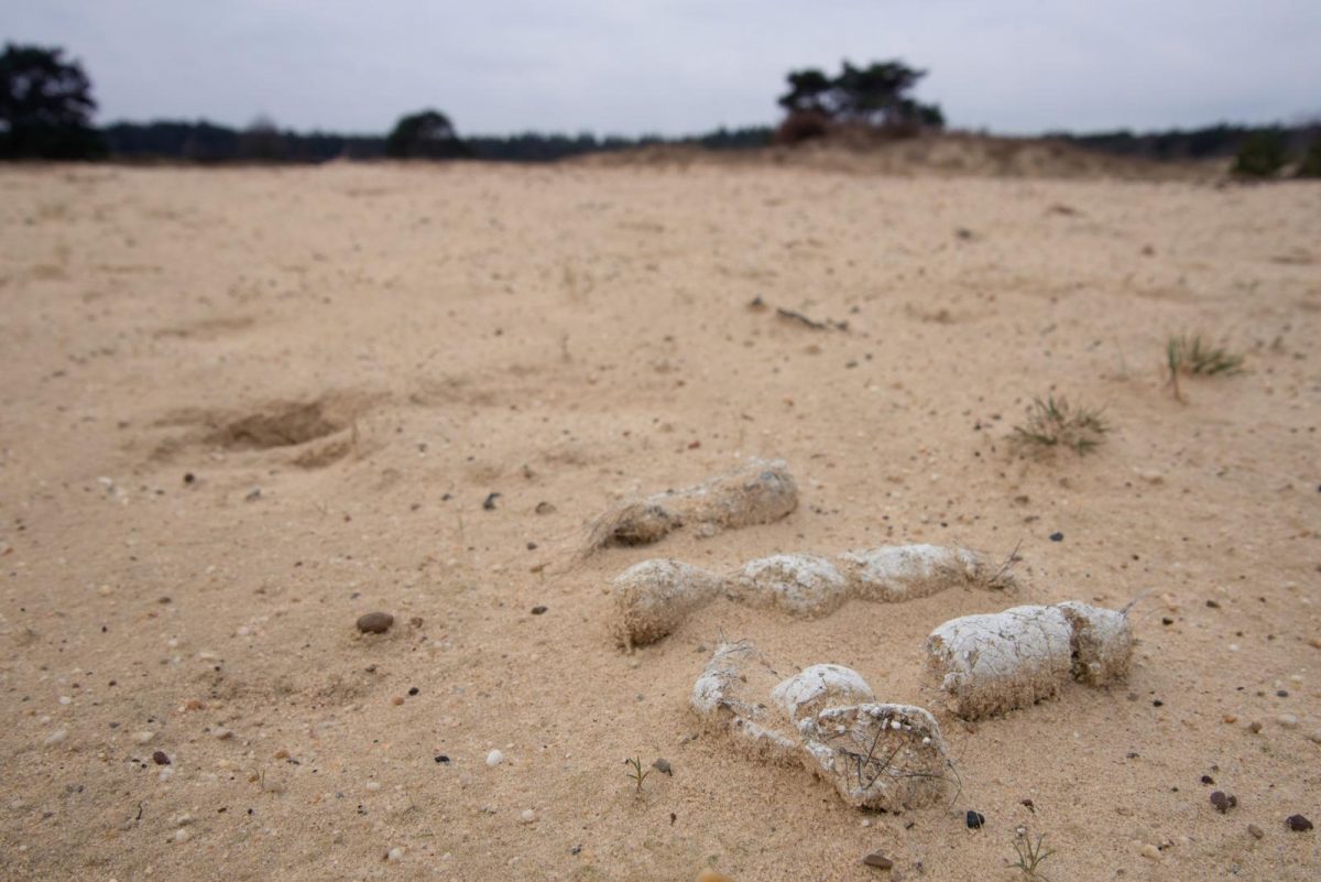 wolven Veluwe