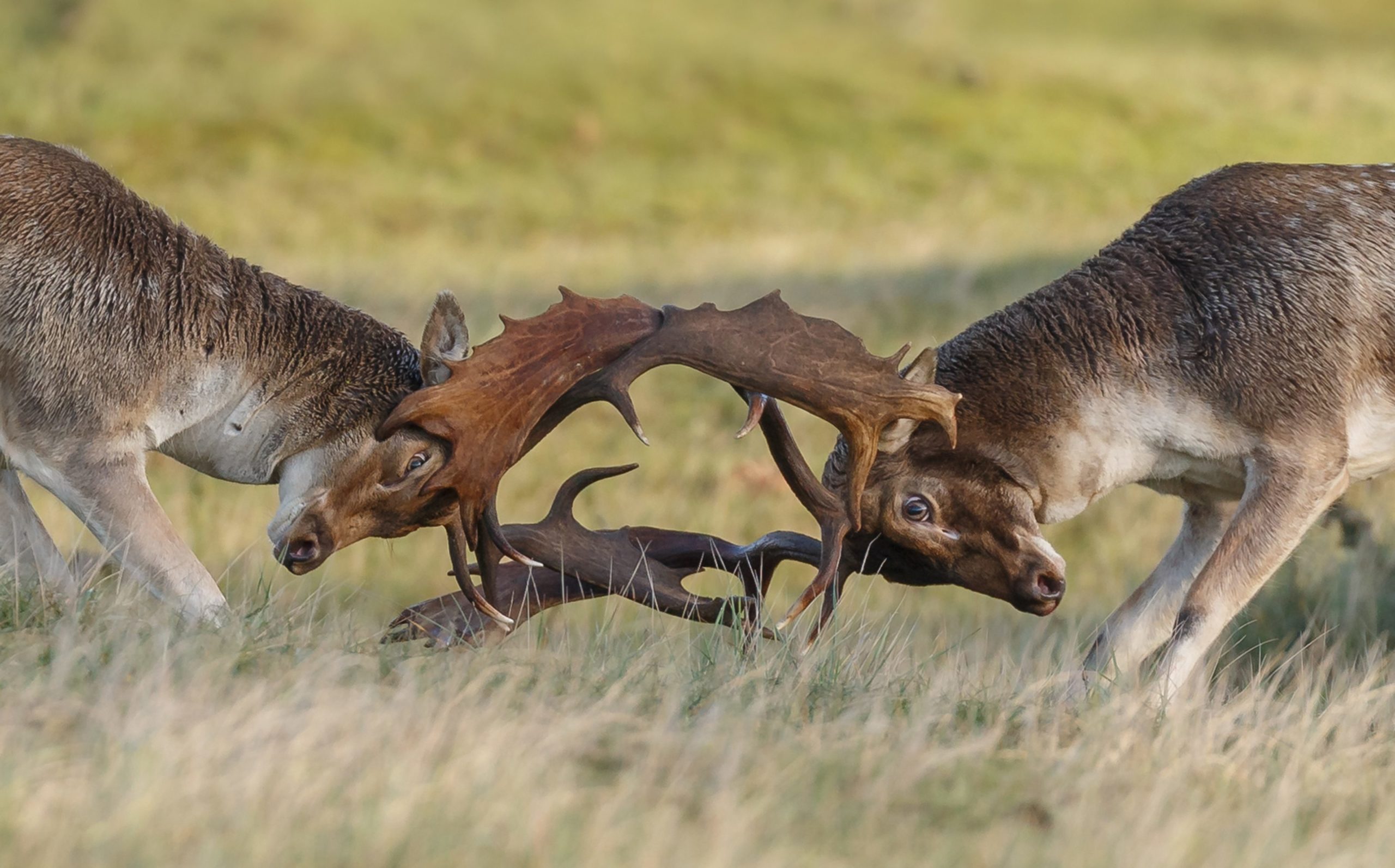 Natuurfotowedstrijd 2022