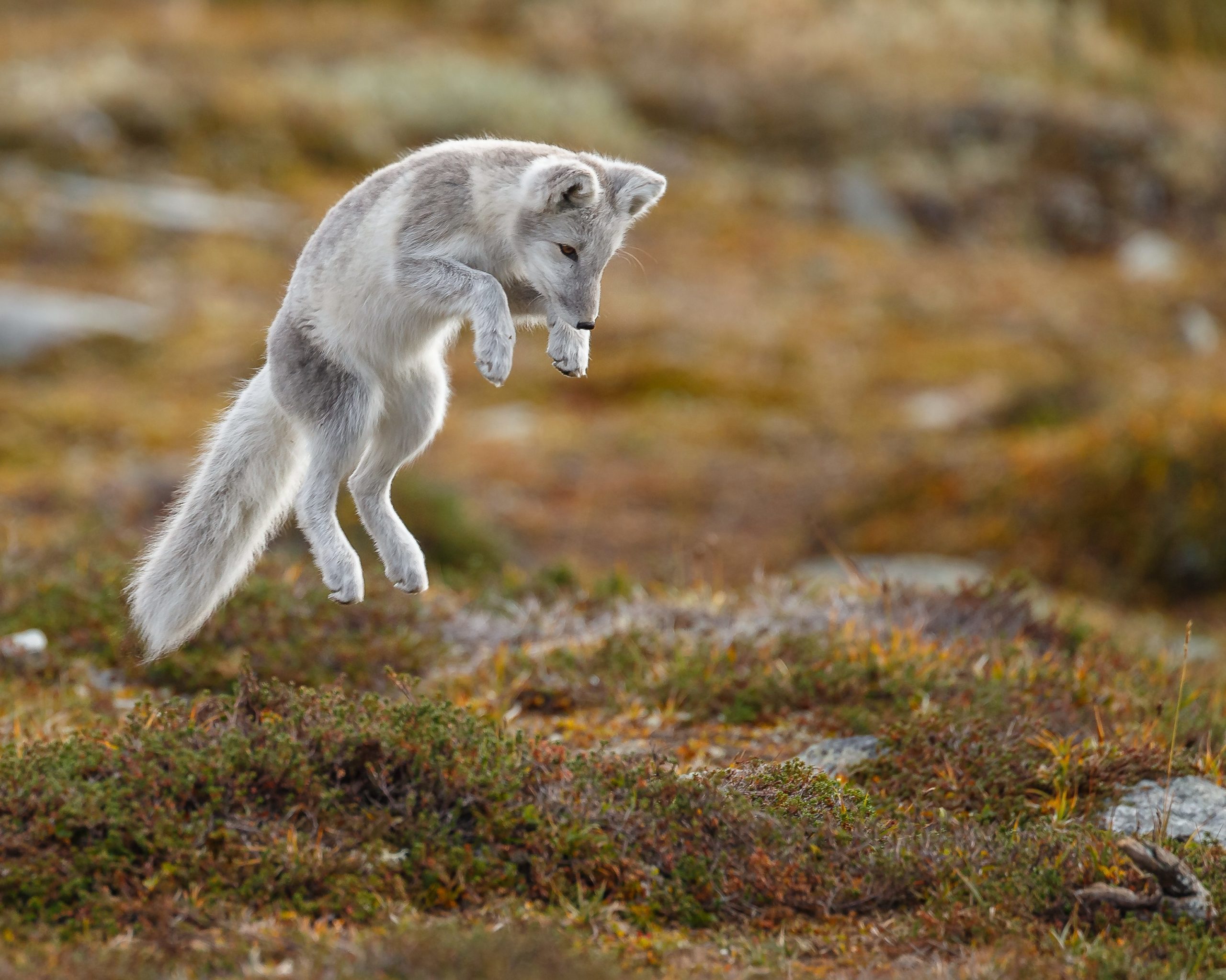 Natuurfotowedstrijd 2022