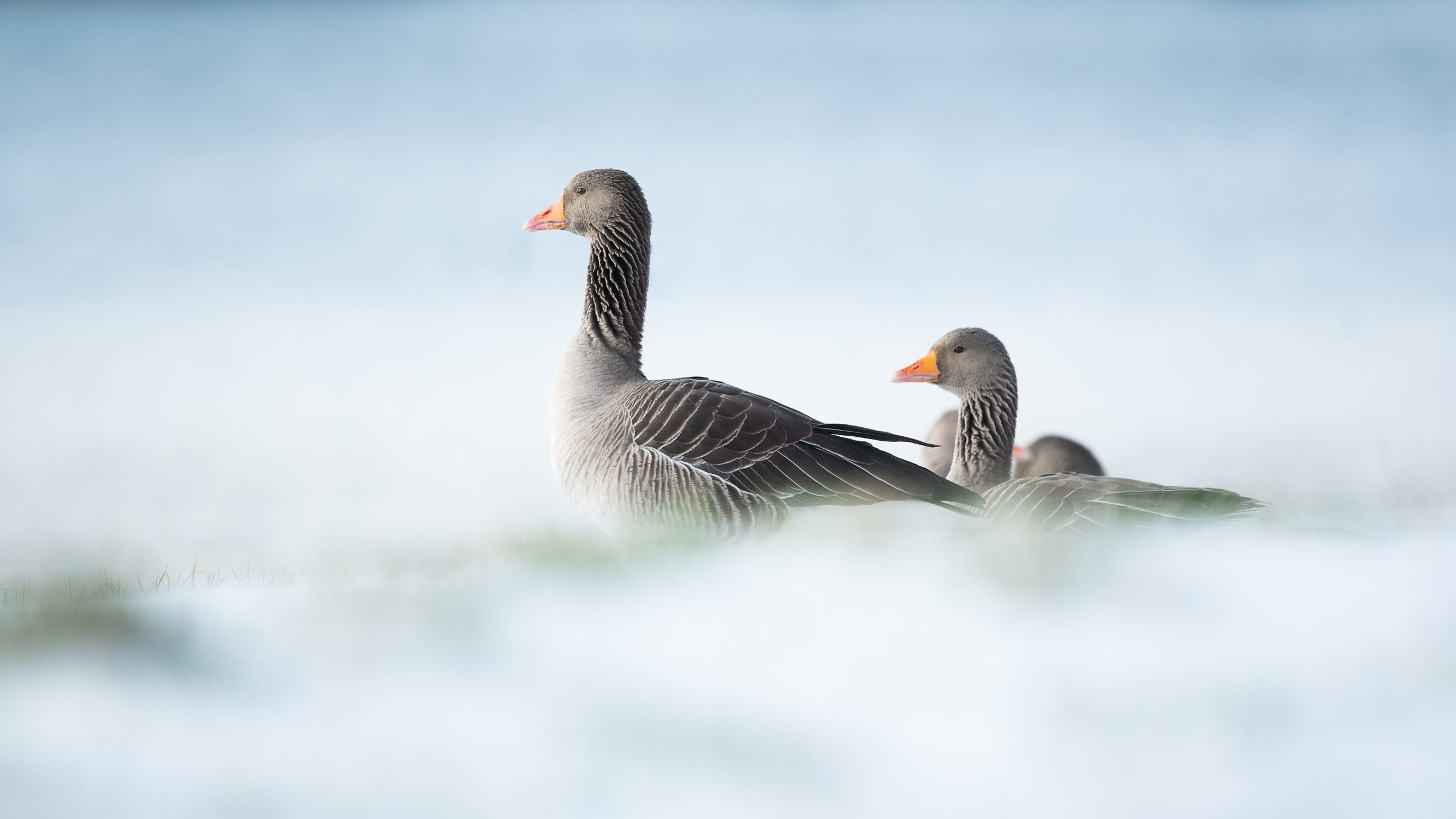 Natuurfotowedstrijd 2022