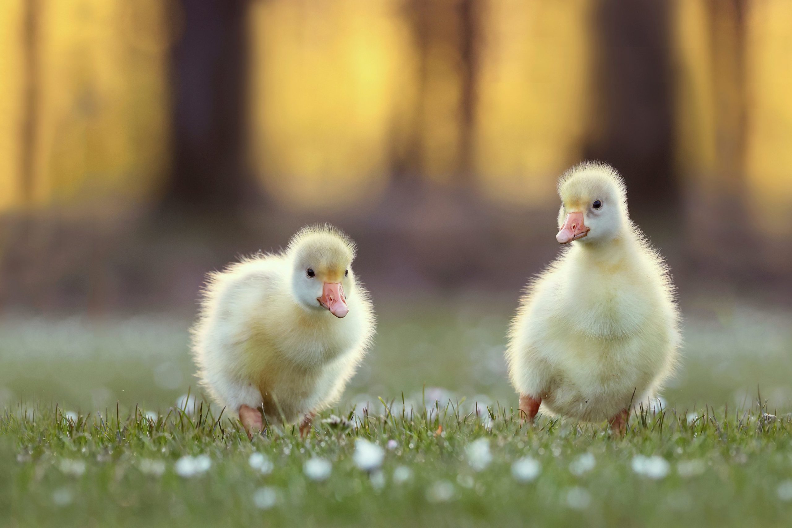 Natuurfotowedstrijd 2022