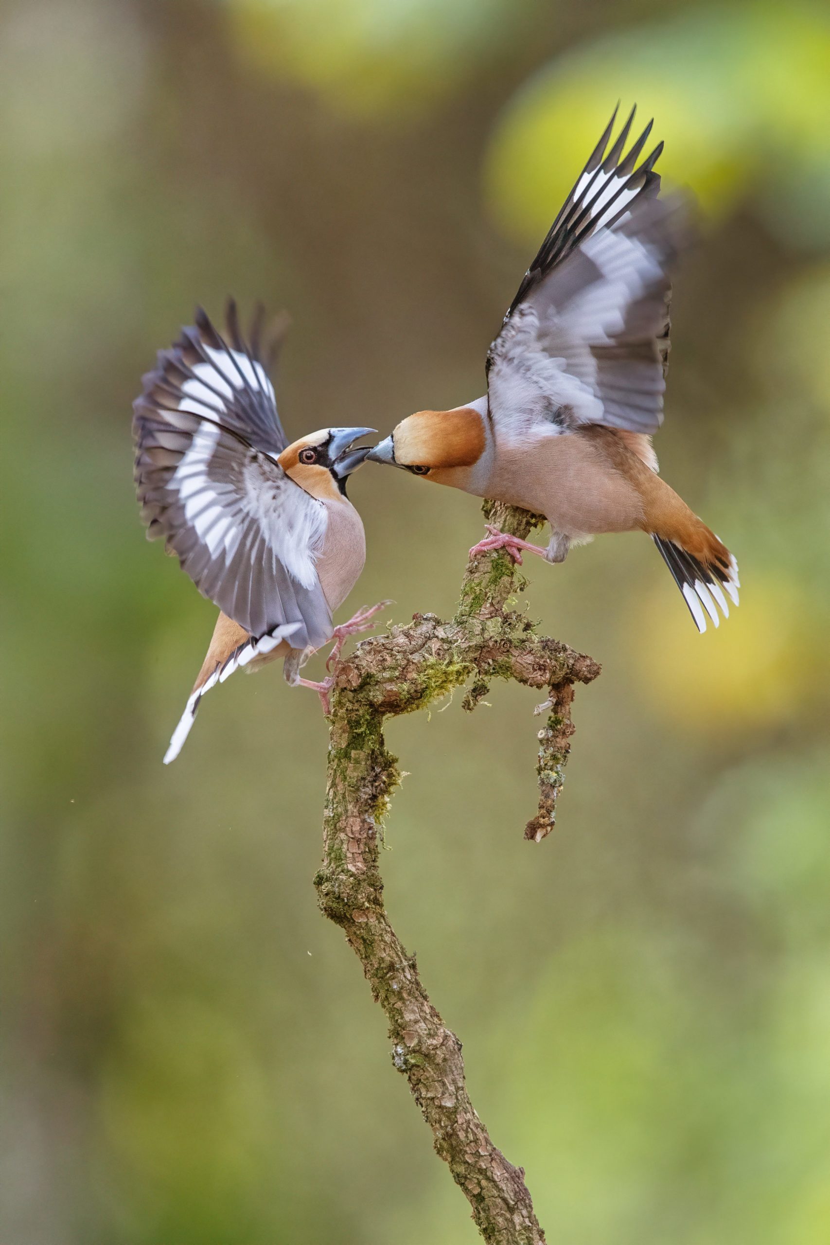 Natuurfotowedstrijd 2022