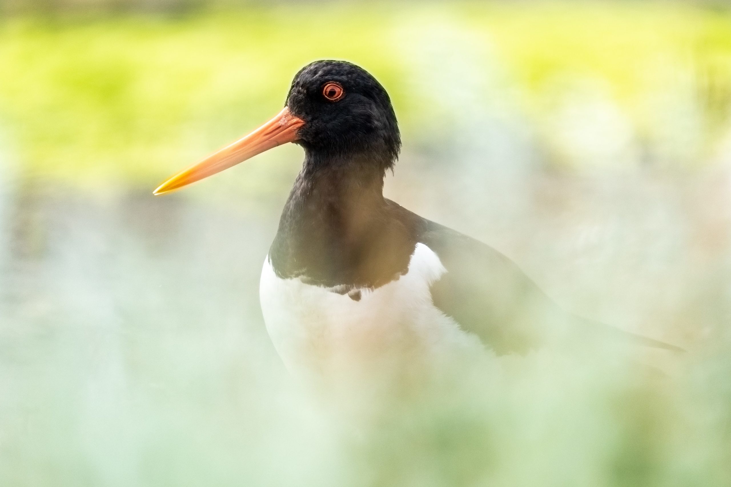 Natuurfotowedstrijd 2022