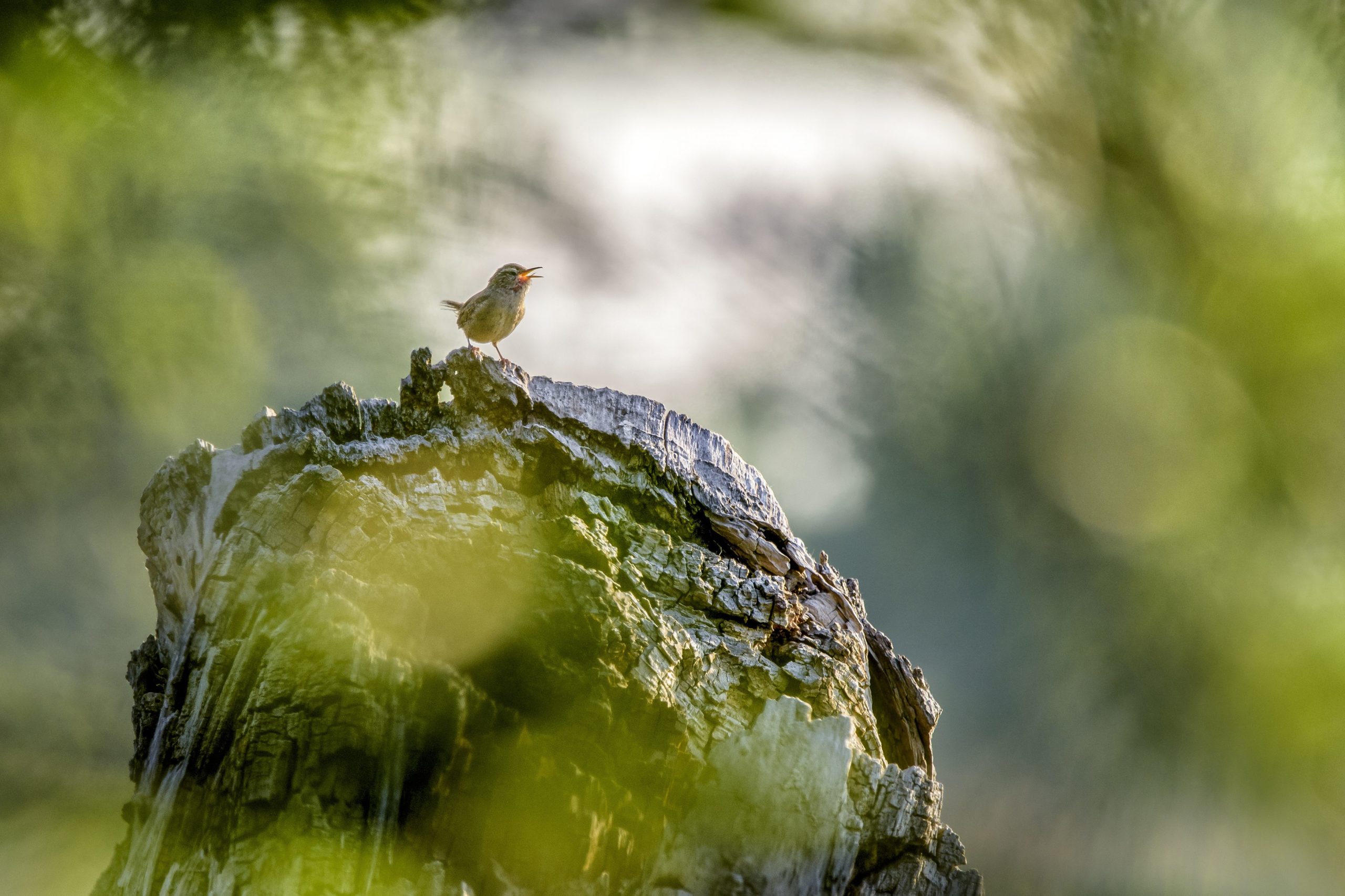 Natuurfotowedstrijd 2022