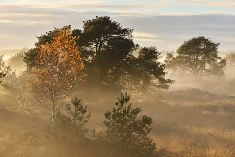 drents-friese wold is zeer geschikt voor boswandelingen