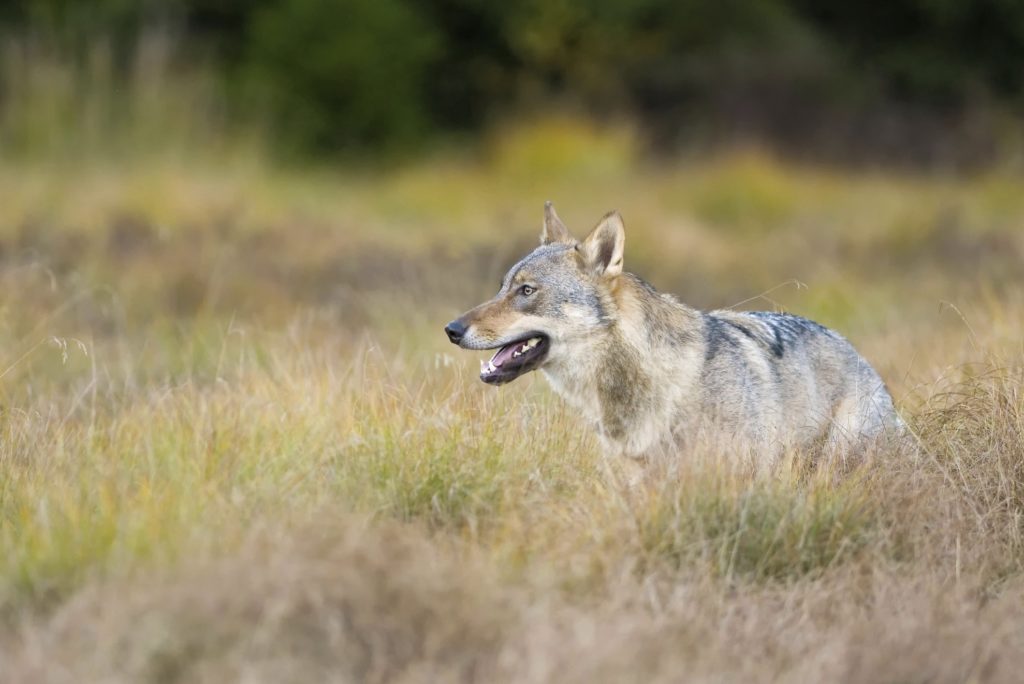 wolf