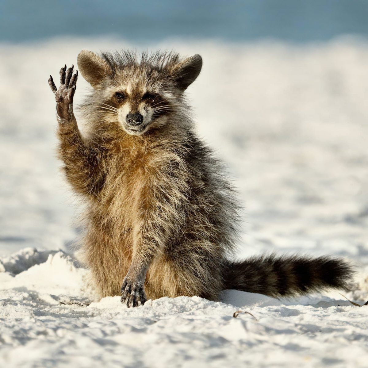 Wildlife Photography Awards’ 2022 de finalisten Roots