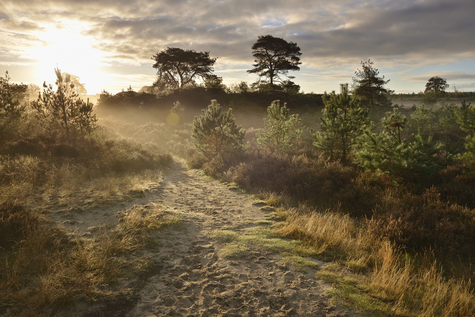 drents-friese wold