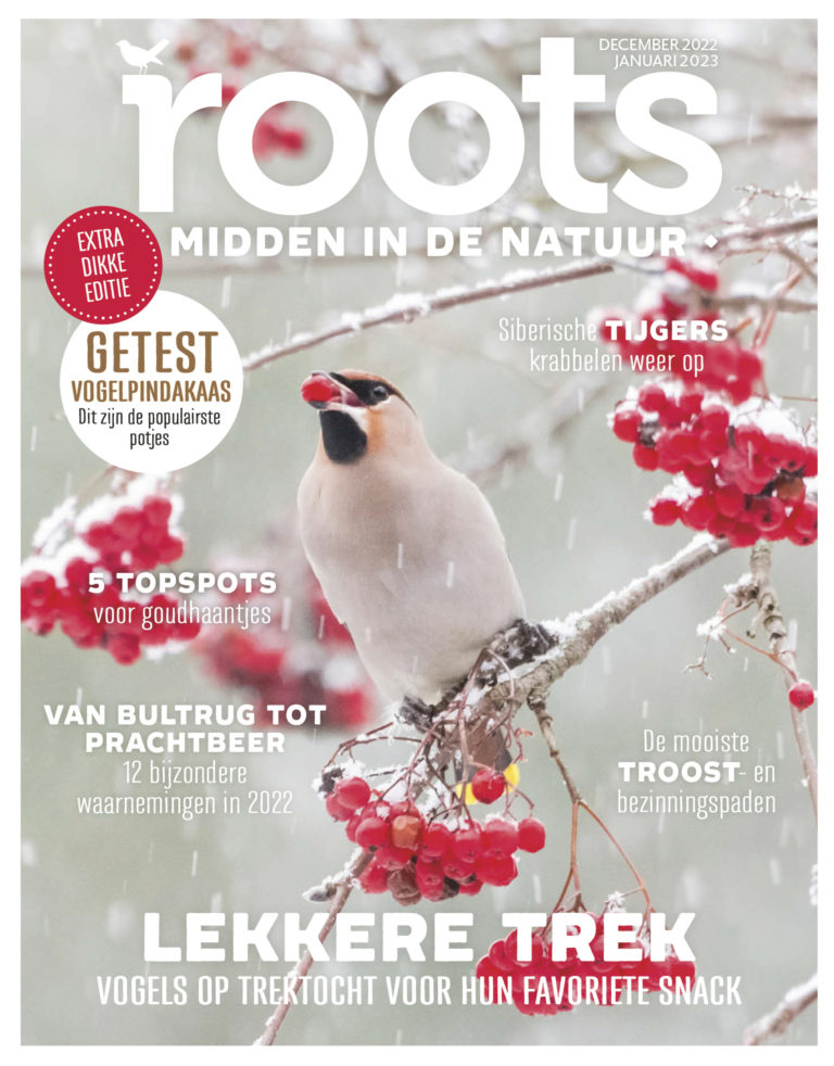 Roots Editie 12 2022