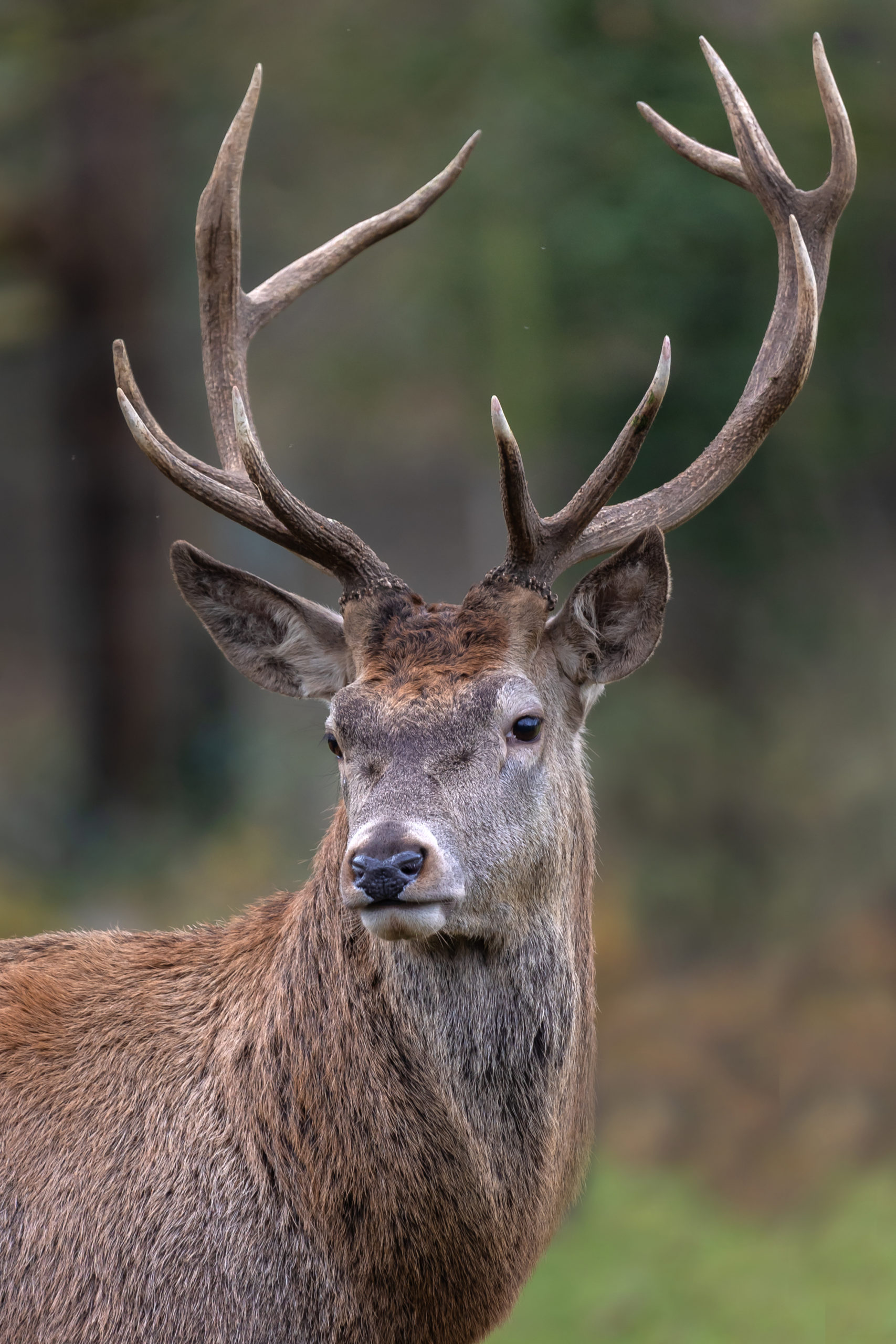 foto van de maand september edelhert