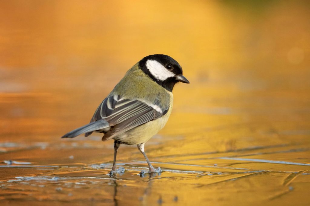 foto van de maand oktober