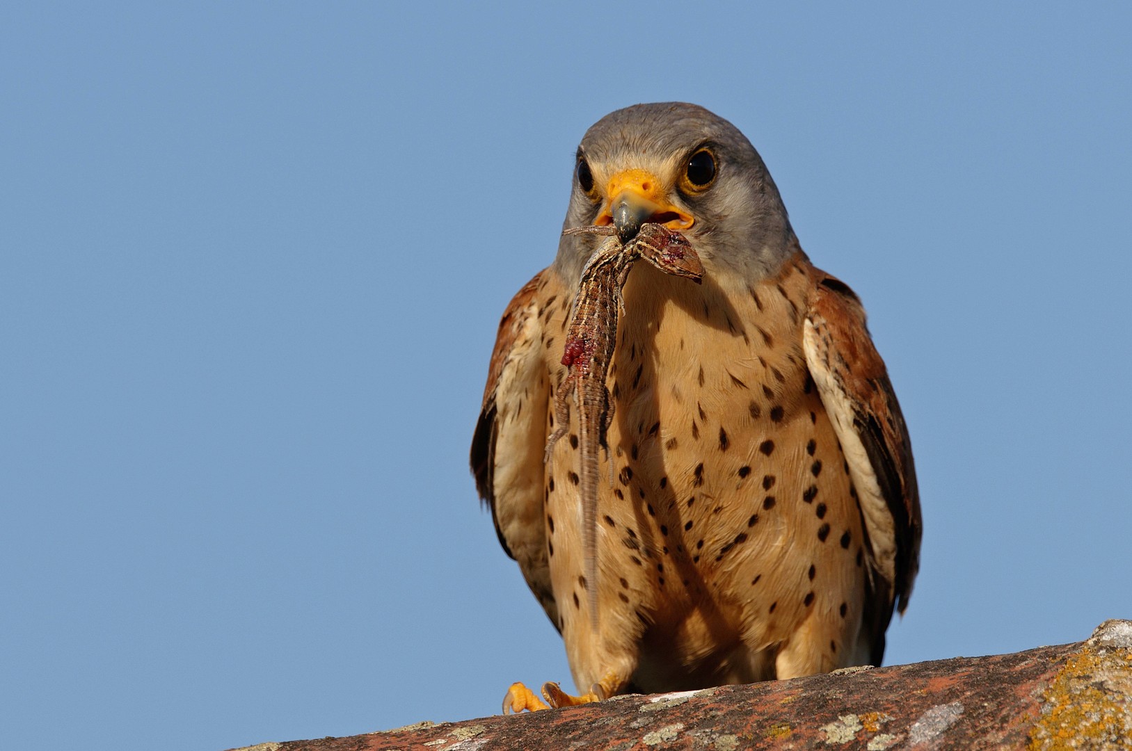 Rotterdam Wildlife Film Festival