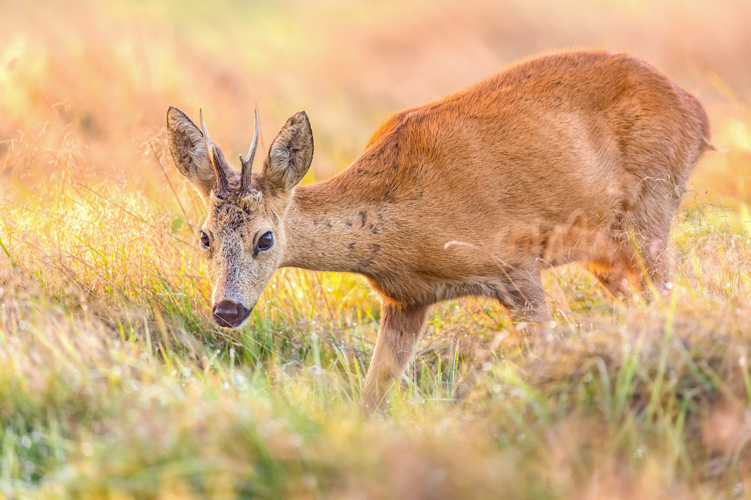 foto van de maand september ree