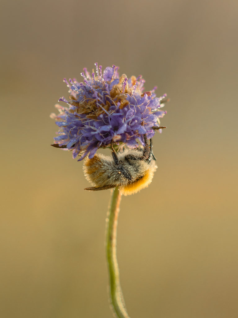 foto van de maand oktober