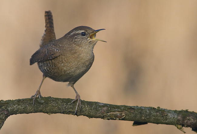 Troglodytes_troglodytes_1_(Marek_Szczepanek)[1]