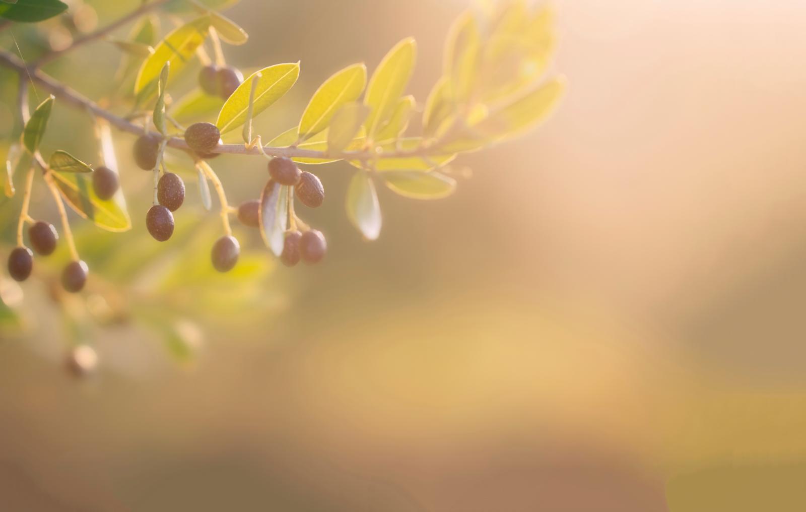 xylella