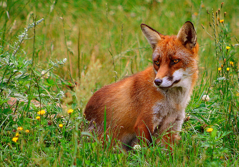 800px-Rød_ræv_(Vulpes_vulpes)