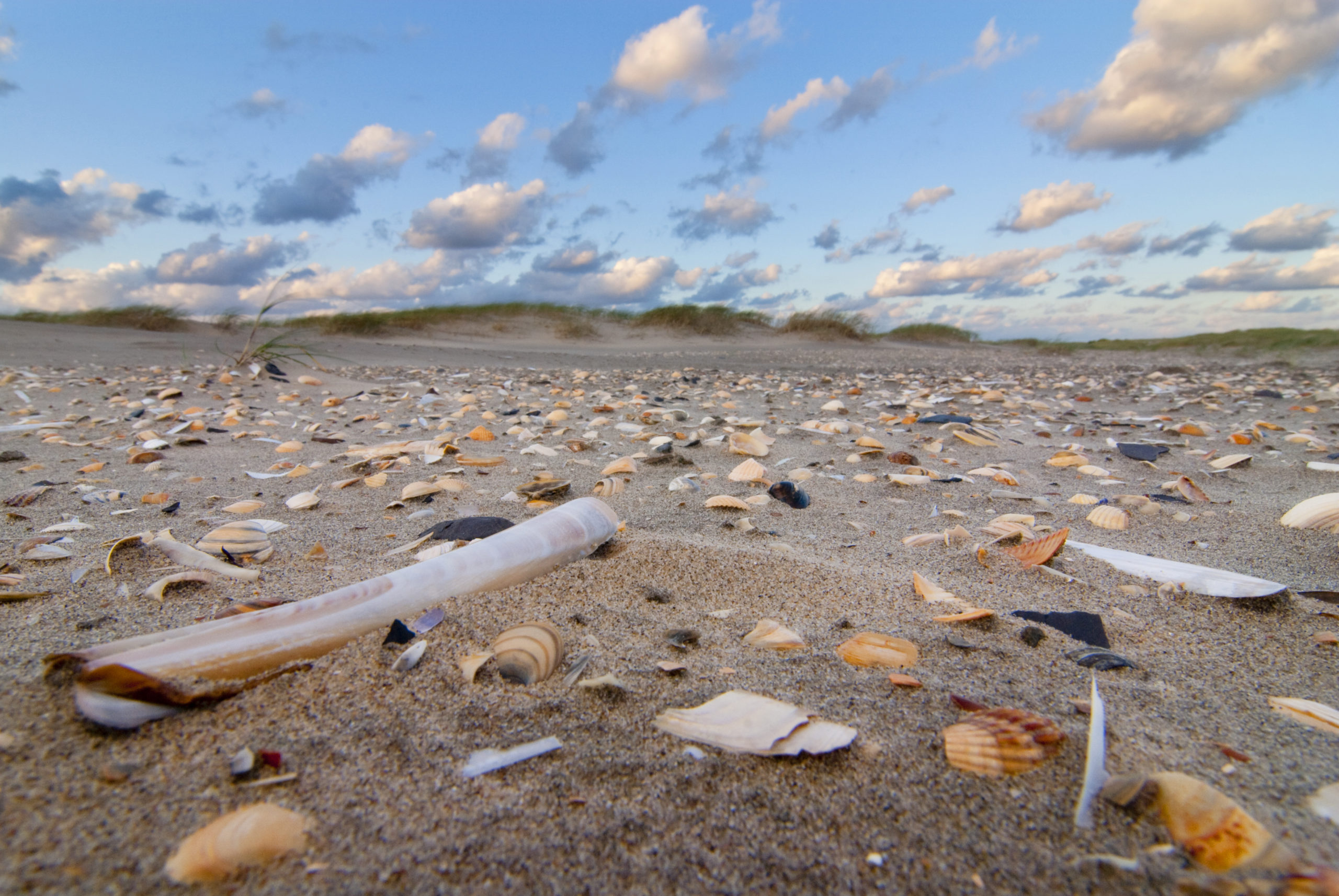 Het Groene Strand