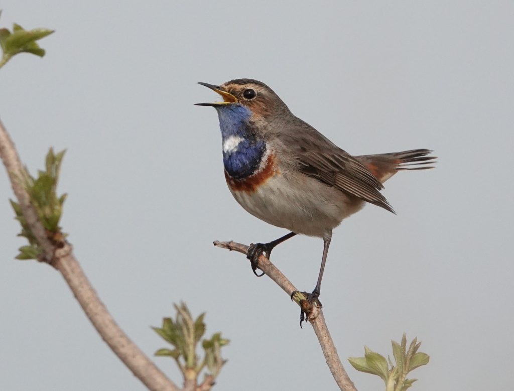 Roots Vogelweekend op Texel