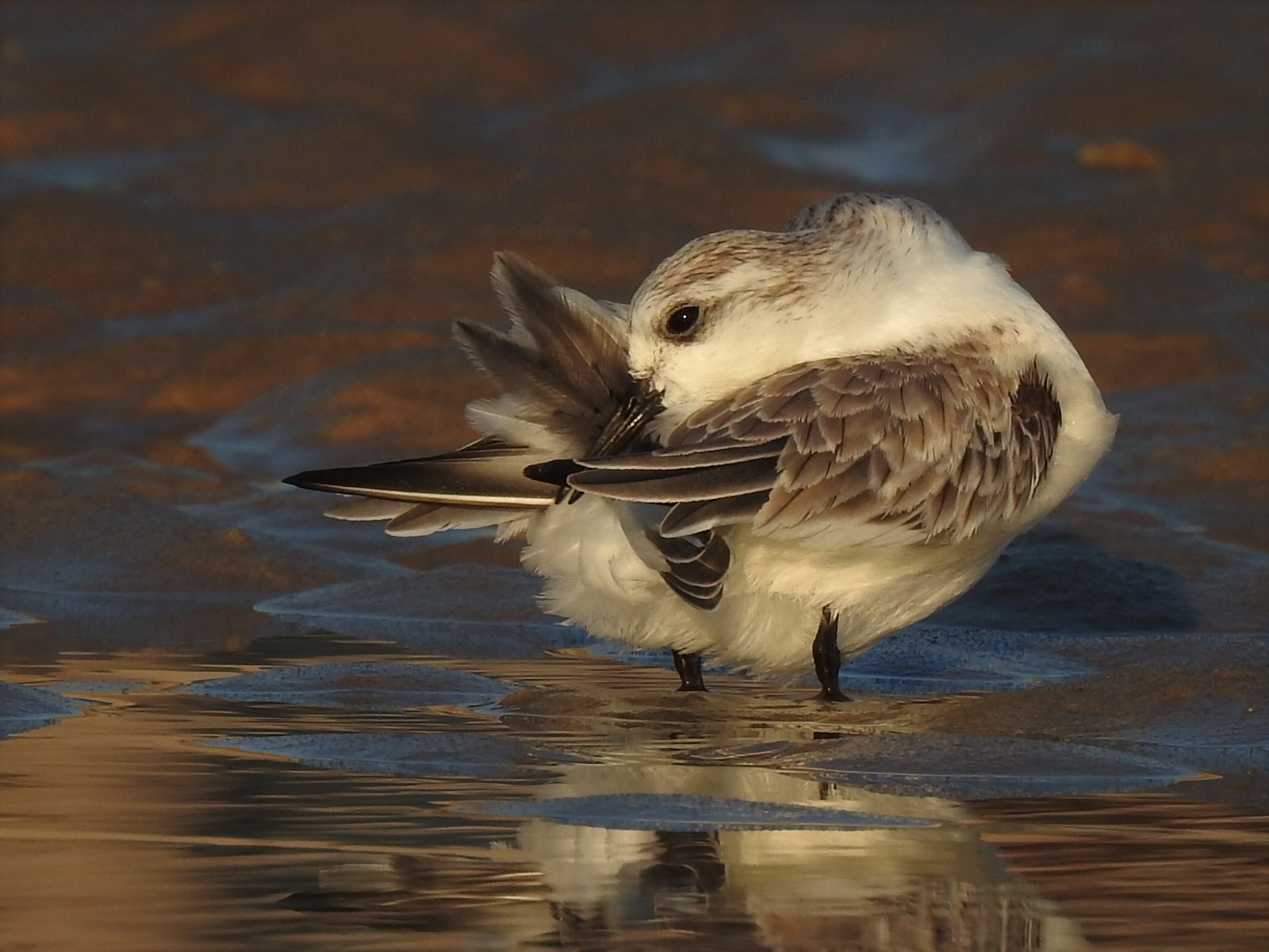 Drieteenstrandloper