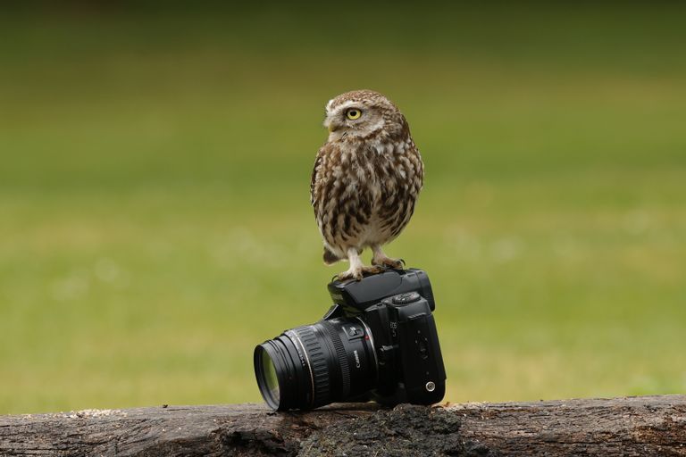steenuil wil zelf foto's maken