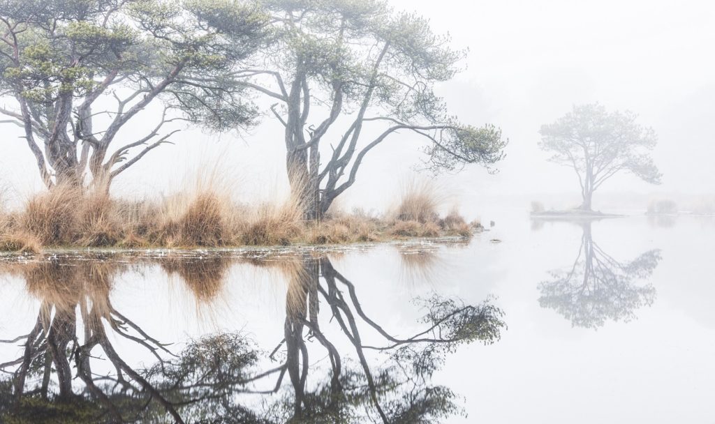 Ven op Strijbeekse Heide
