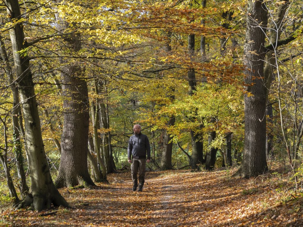 Wandelaar in herfstbos op de Brunssummerheide