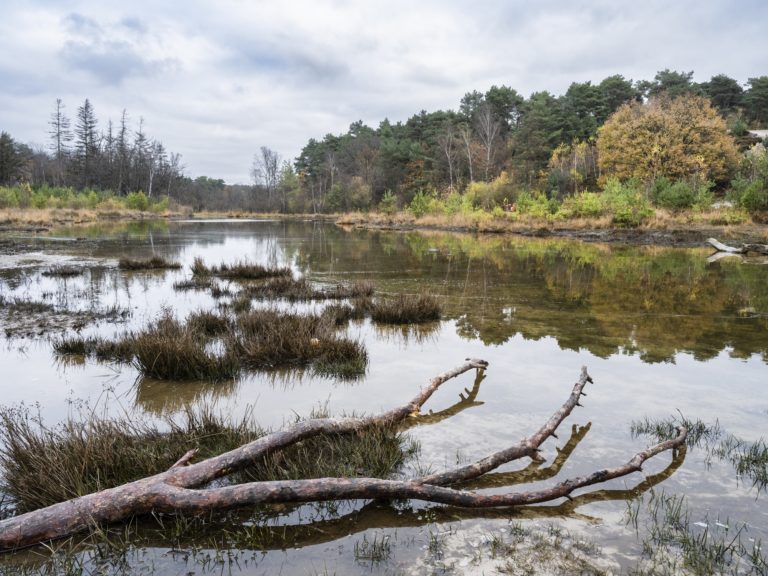 Roode Beek op de Brunssummerheide