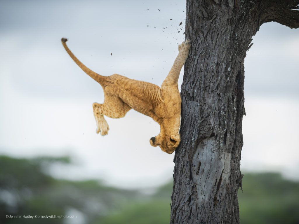 Comedy Wildlife Photography Awards winnaars 2022